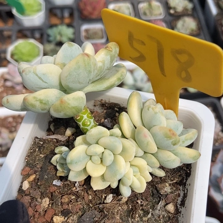 578劳尔锦多肉植物
