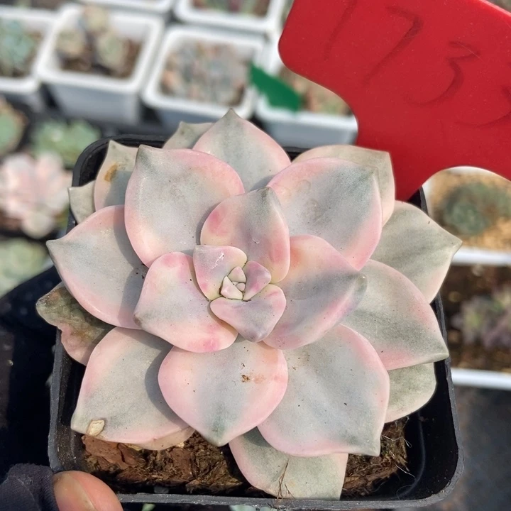 1733紫乐锦多肉植物