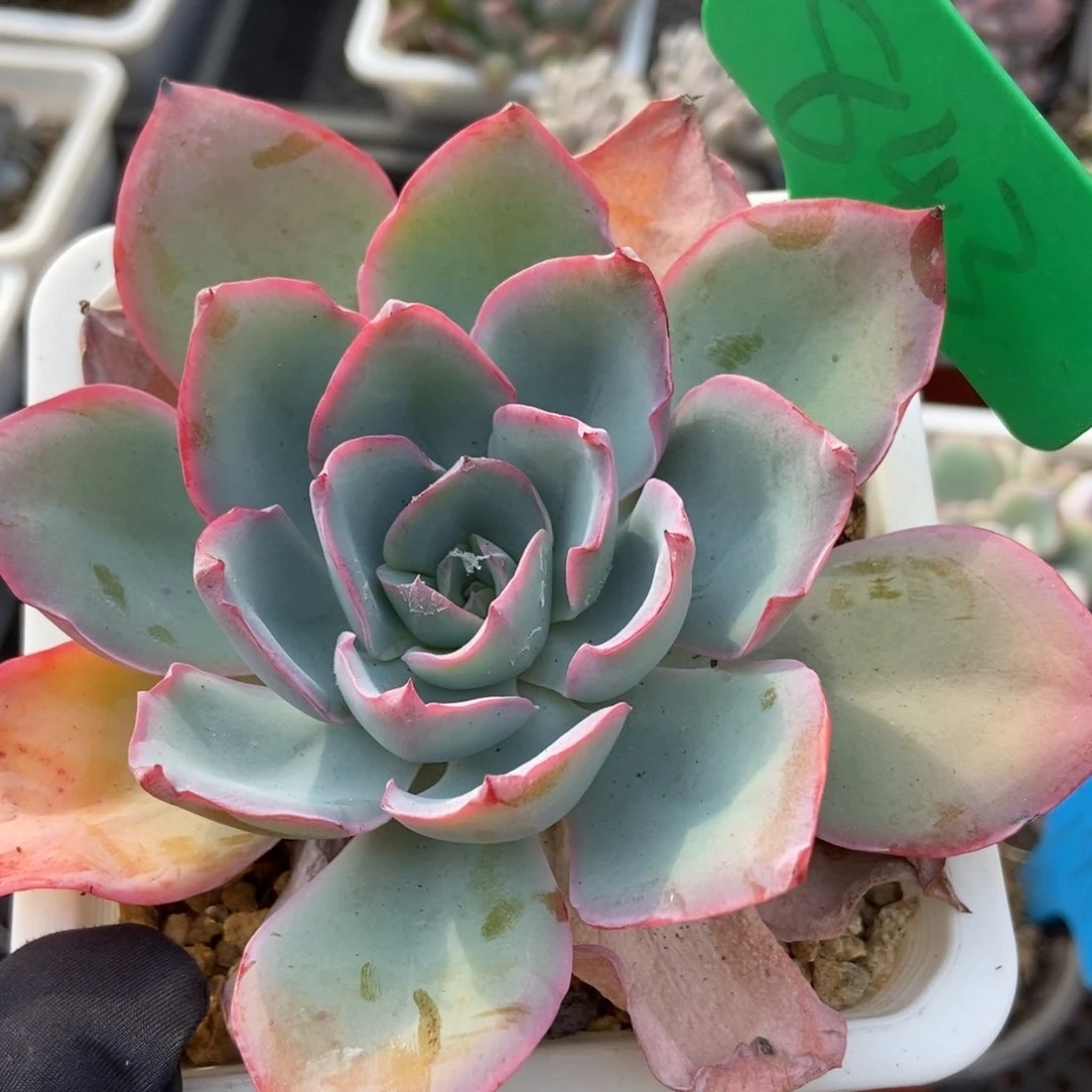 843蓝光多肉植物保护