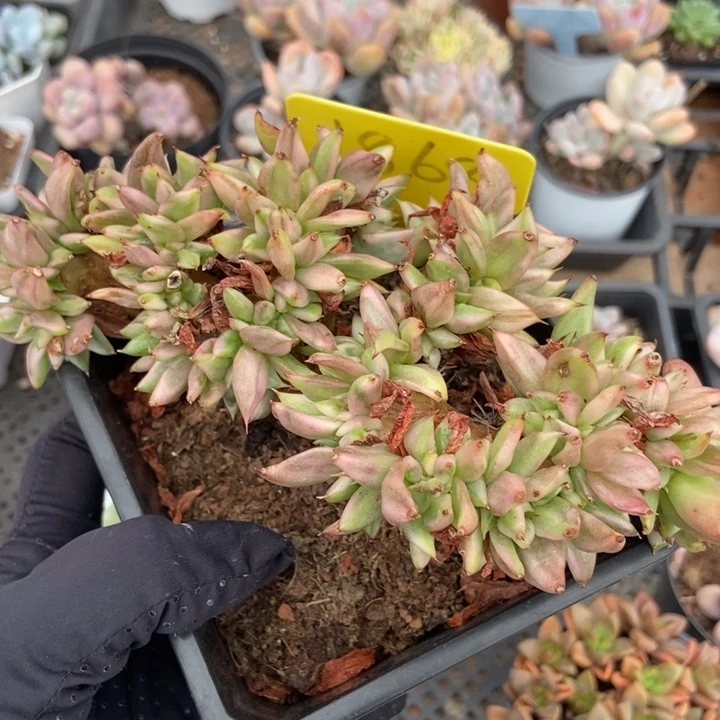 1868爱克魂锦缀多肉植物