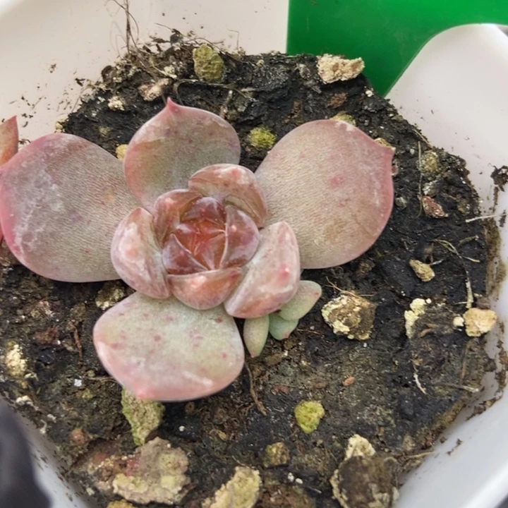1664红恋多肉植物保护