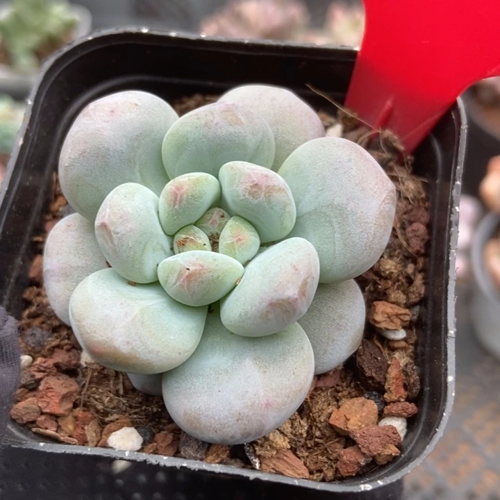 001雪宝宝多肉植物