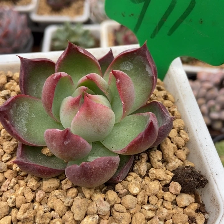 971惊鸿仙子多肉植物保护