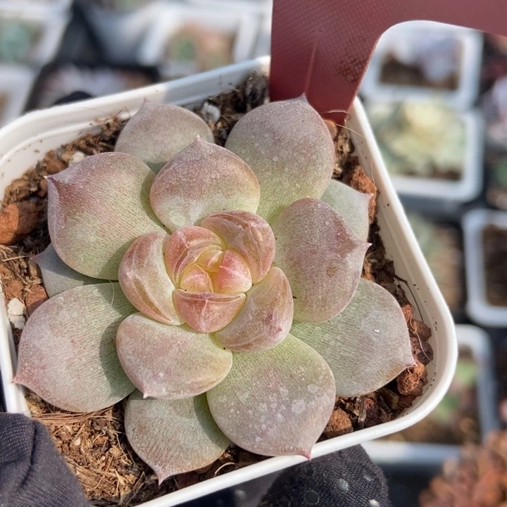 1470琥珀多肉植物保护