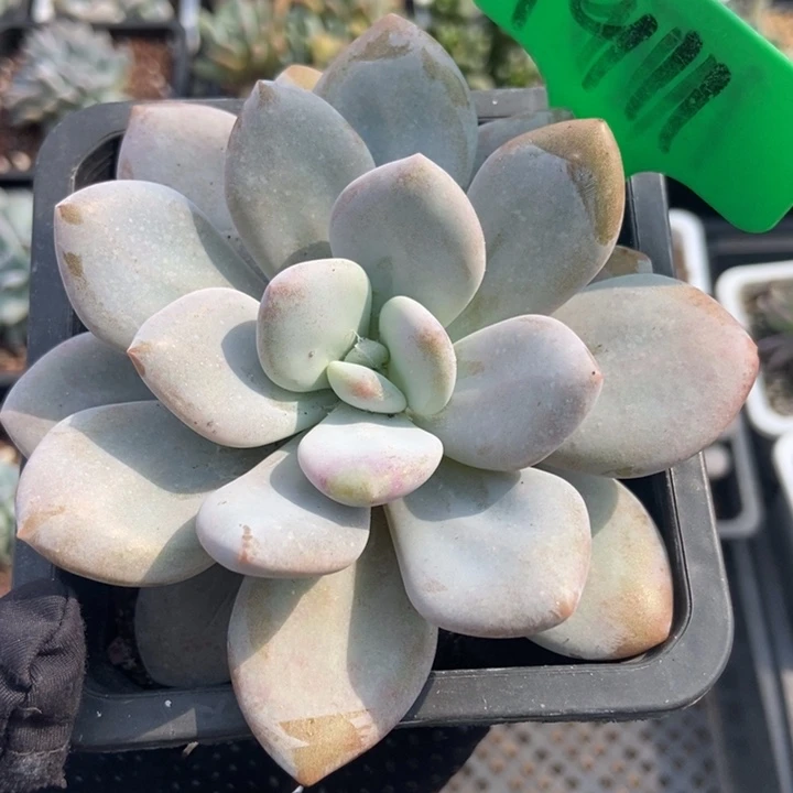 1911粉兔多肉植物保护