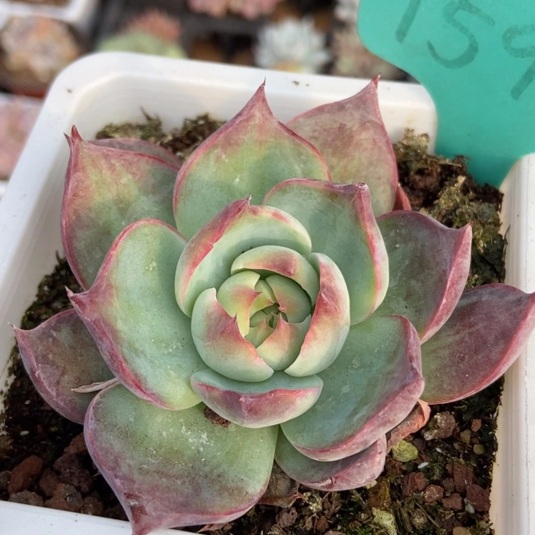 1598惊鸿仙子多肉植物保护