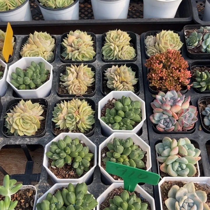 910千代田五颗多肉植物