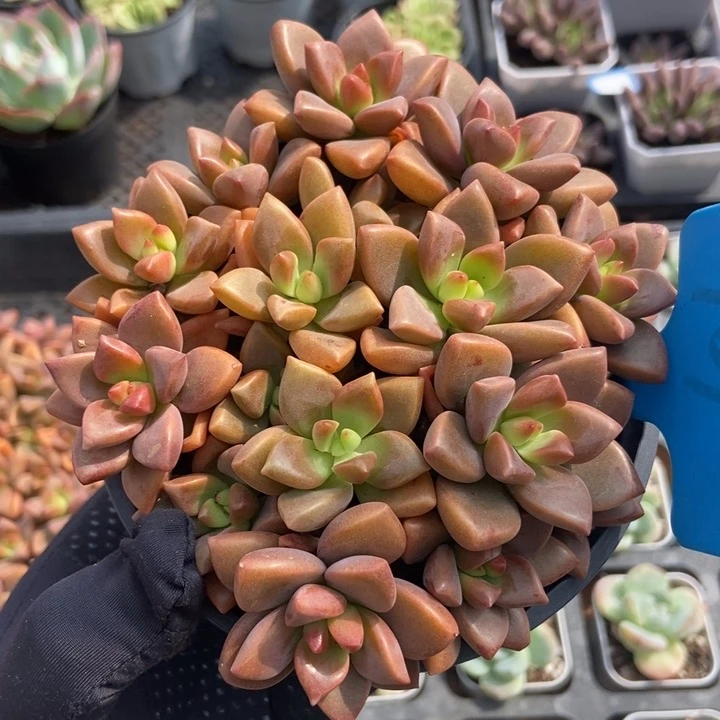 901积龙月多肉植物