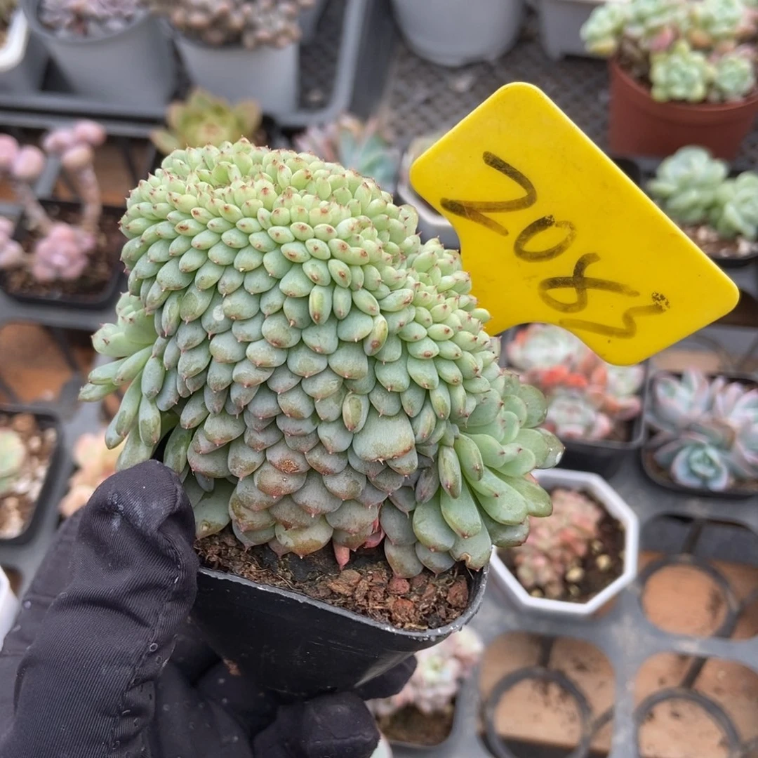 2083白胖子缀多肉植物保护