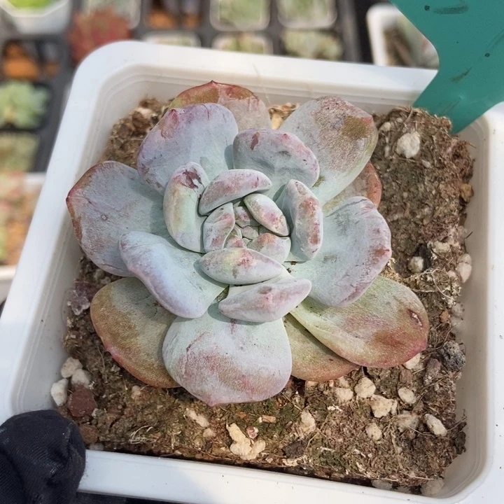 572星影石化多肉植物
