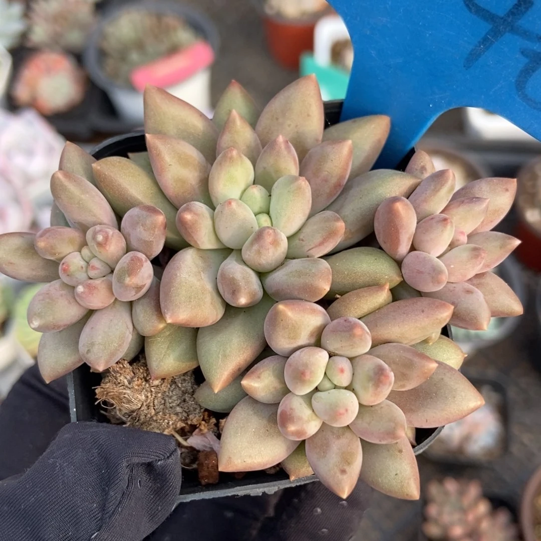 2046车厘子多肉植物保护