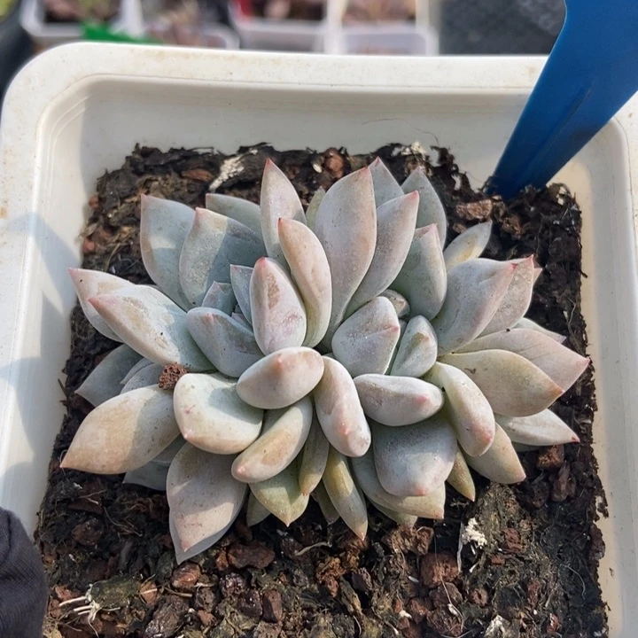 6161石榴籽多肉植物保护