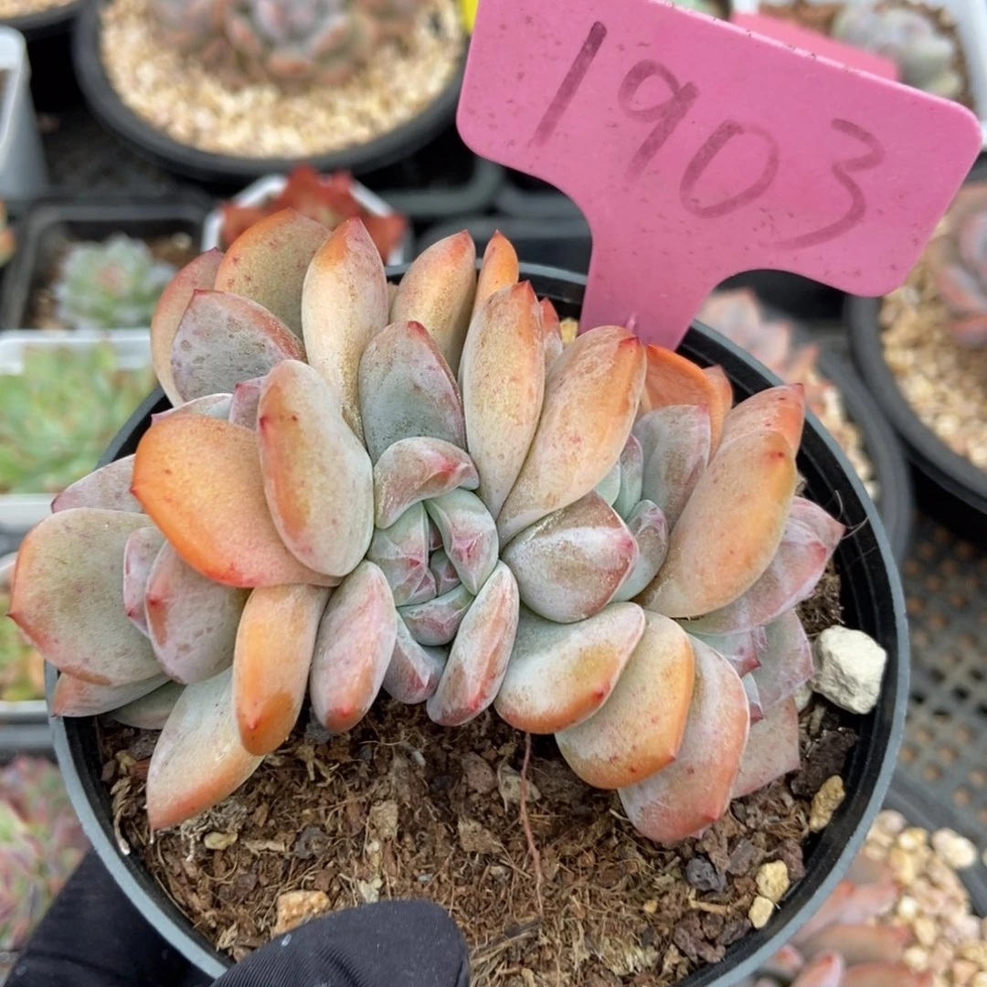 1903星影多肉植物保护