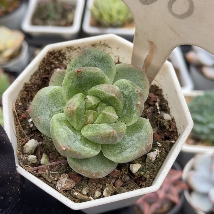968二八石化多肉植物