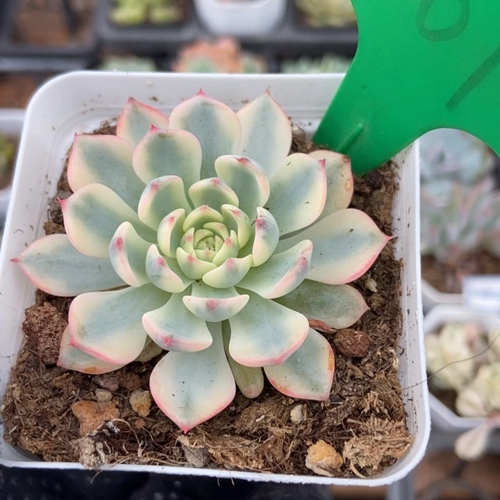 761忌廉锦多肉植物