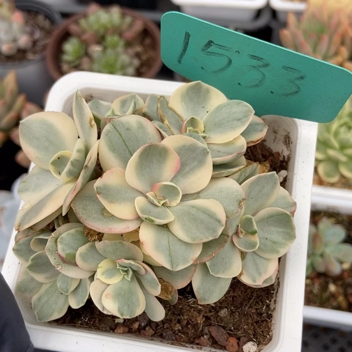1533秀妍锦多肉植物