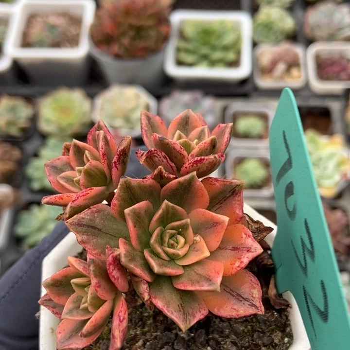 7032甜茶锦多肉植物保护