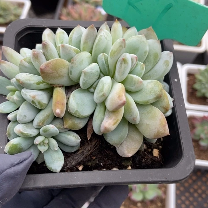 9七头石榴籽多肉植物