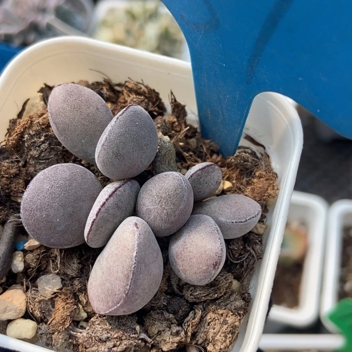 857多肉植物纤维