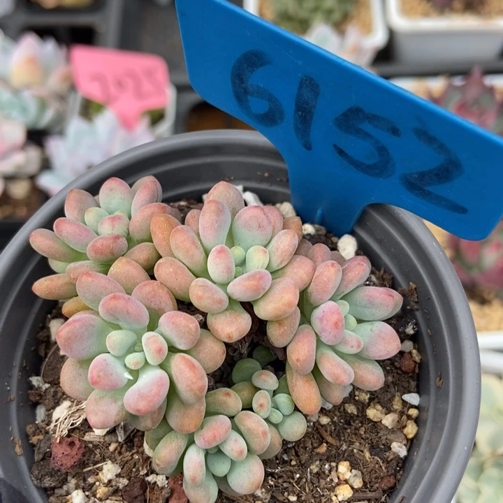 6152鱼子酱多肉植物保护