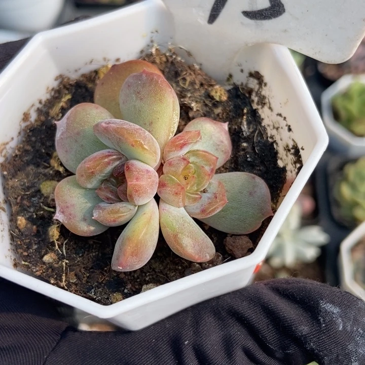 245红恋duopoly多肉
