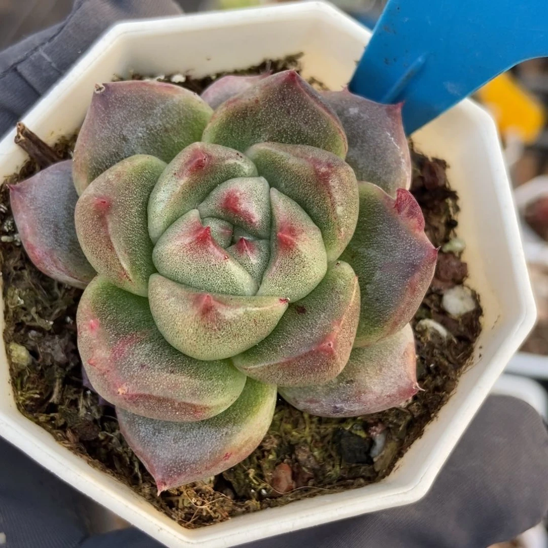 c***f949二八石化多肉植物