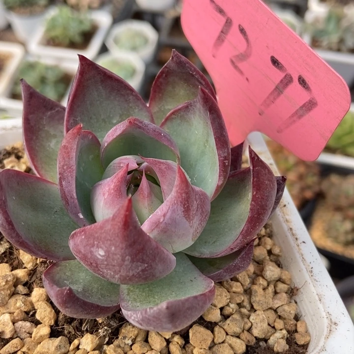 7277惊鸿仙子多肉植物