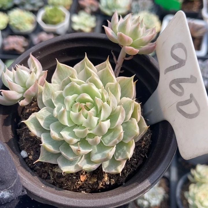 960玛格丽特锦多肉植物