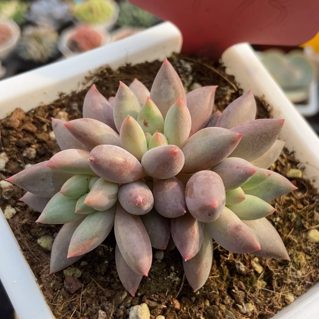 1473车里子多肉植物保护