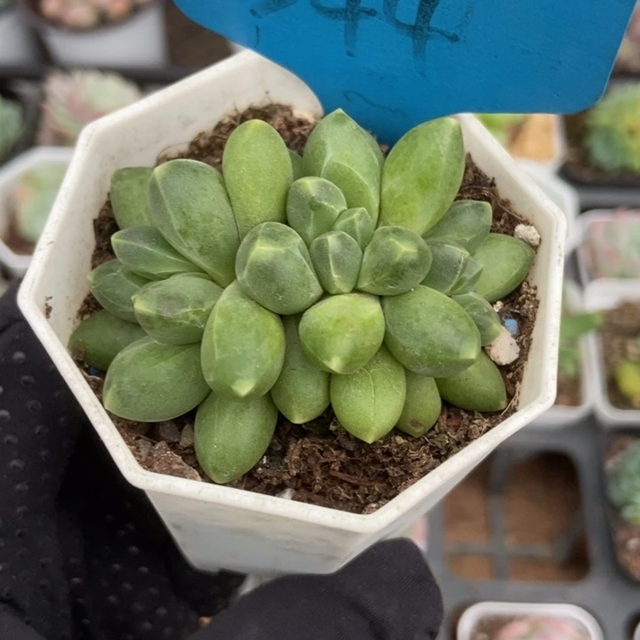 544千代田多肉植物保护