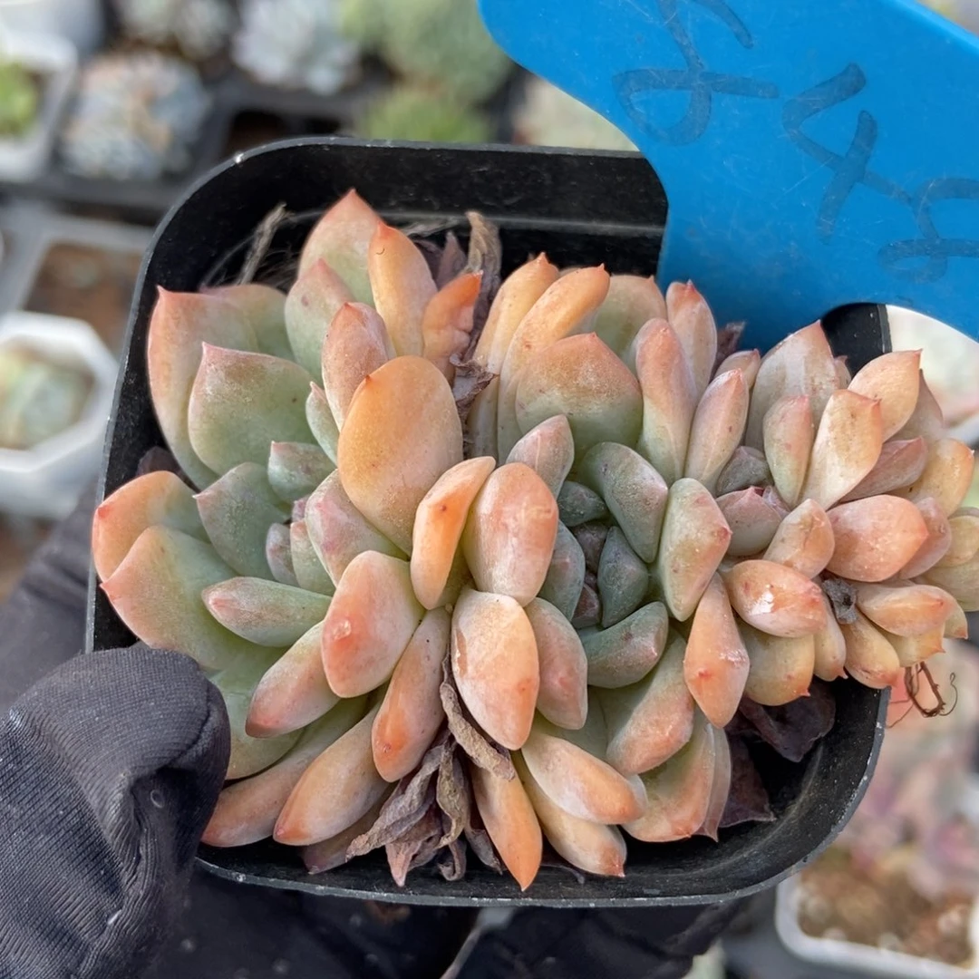 848冰魄多肉植物保护