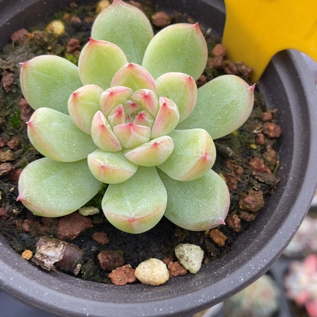 1934雪花珍妮多肉植物