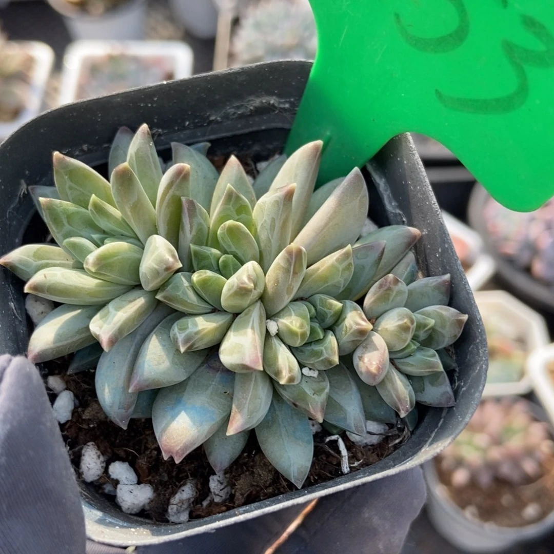 1653陨石多肉植物保护