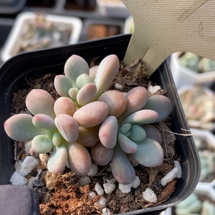 1775粉兔多肉植物