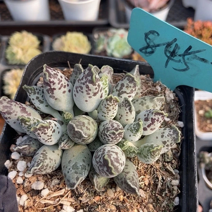 845海豹多肉植物保护