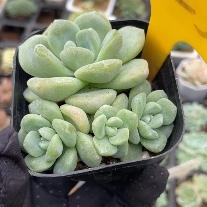 1623冰玉多肉植物保护