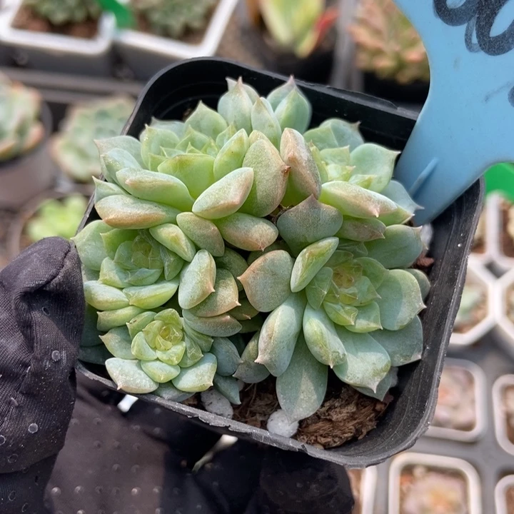 001冰魄duopoly多肉植物