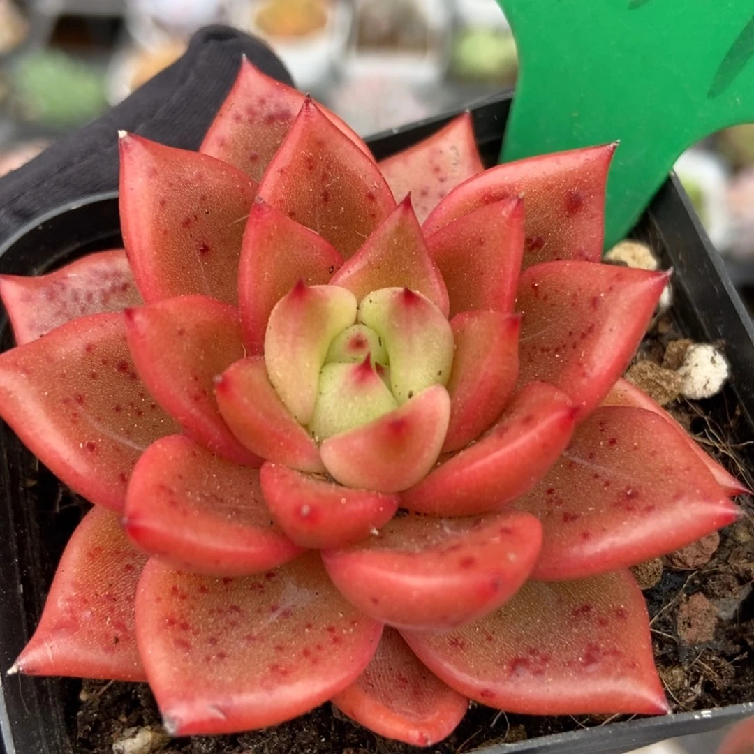 941珍妮多肉植物保护