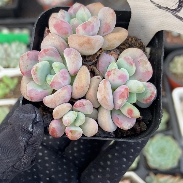1333花斑鹿多肉植物