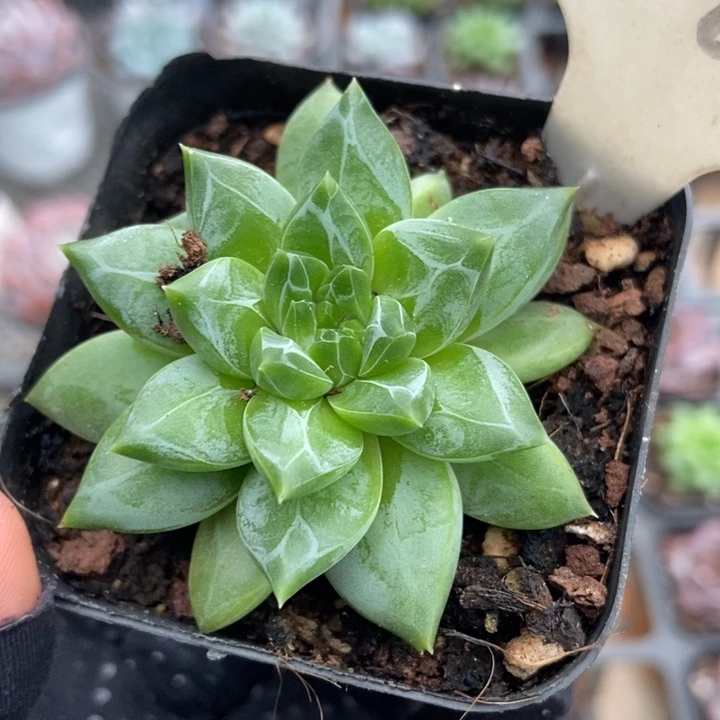 916陨石多肉植物保护