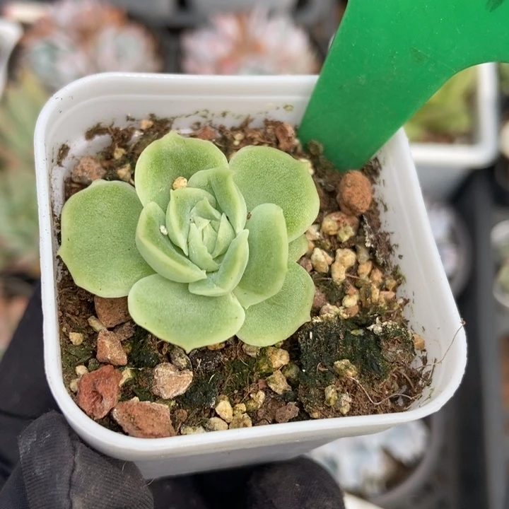 2047水晶虾饺多肉植物