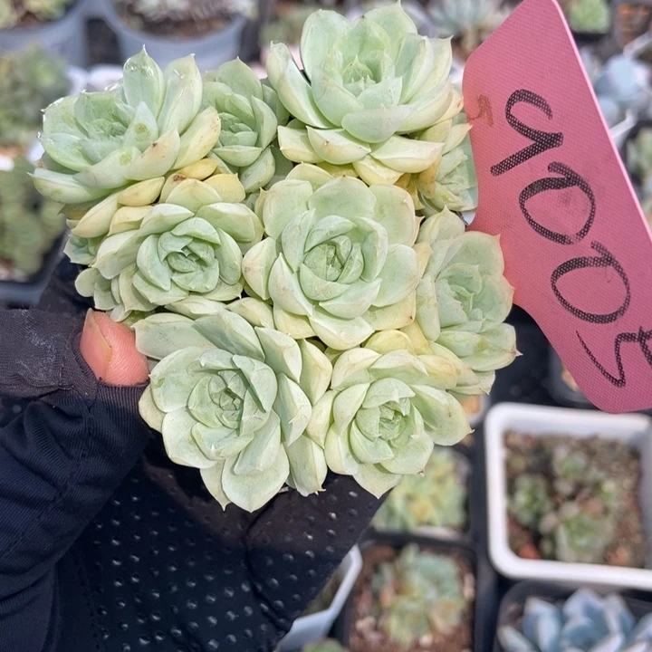 9005白月影多肉植物