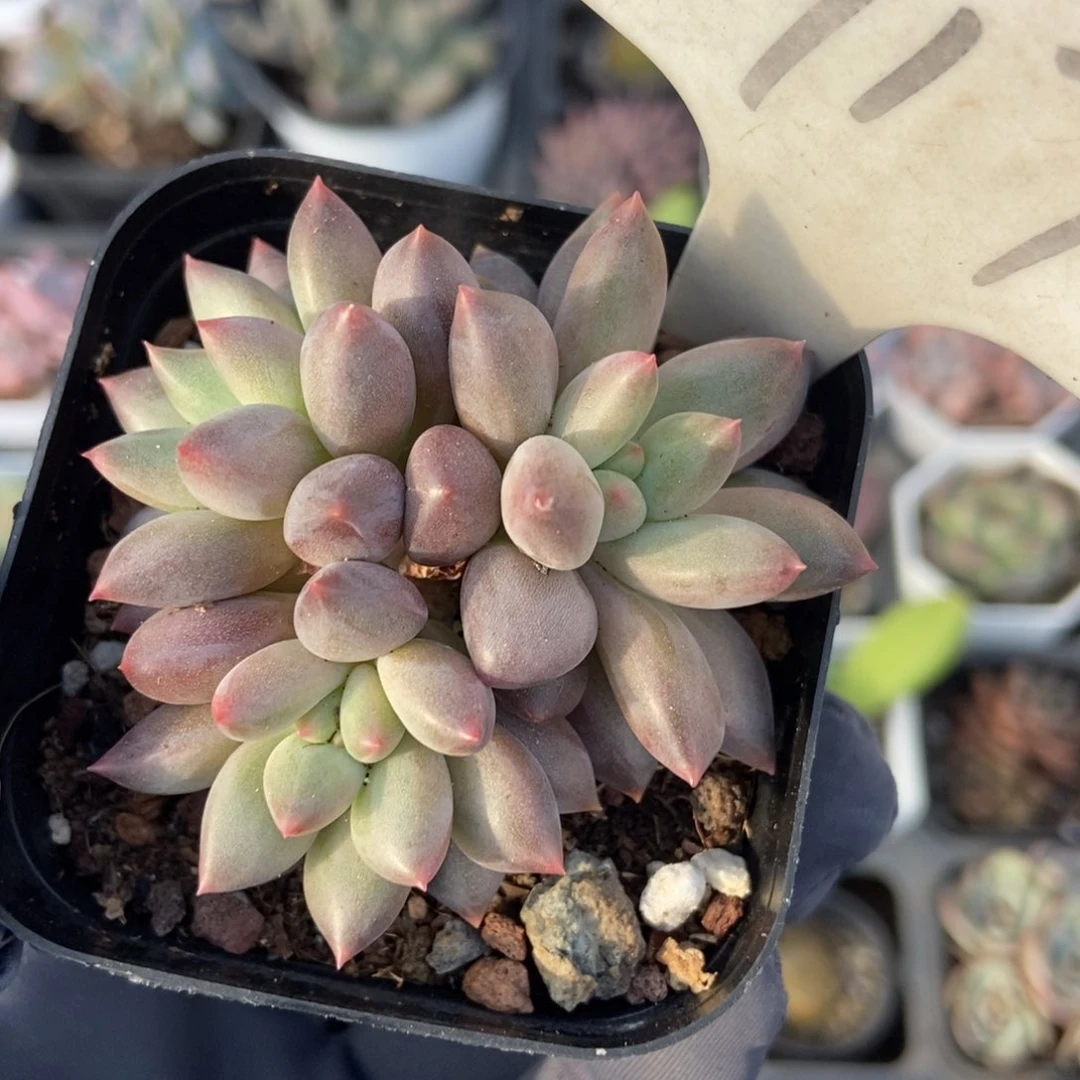 917车厘子多肉植物保护