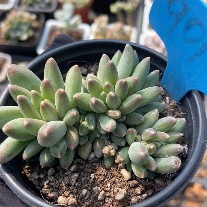 901乌拉克拉多肉植物