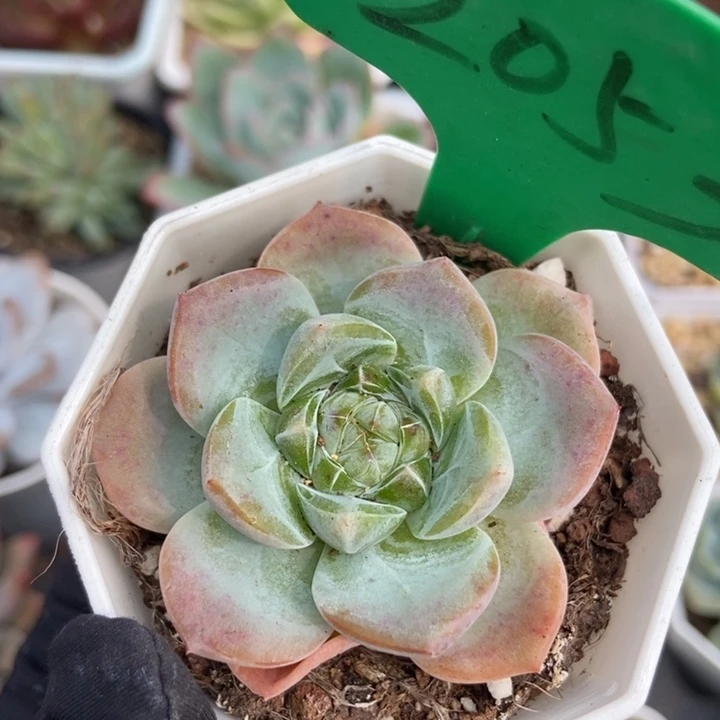 2053珍妮多肉植物