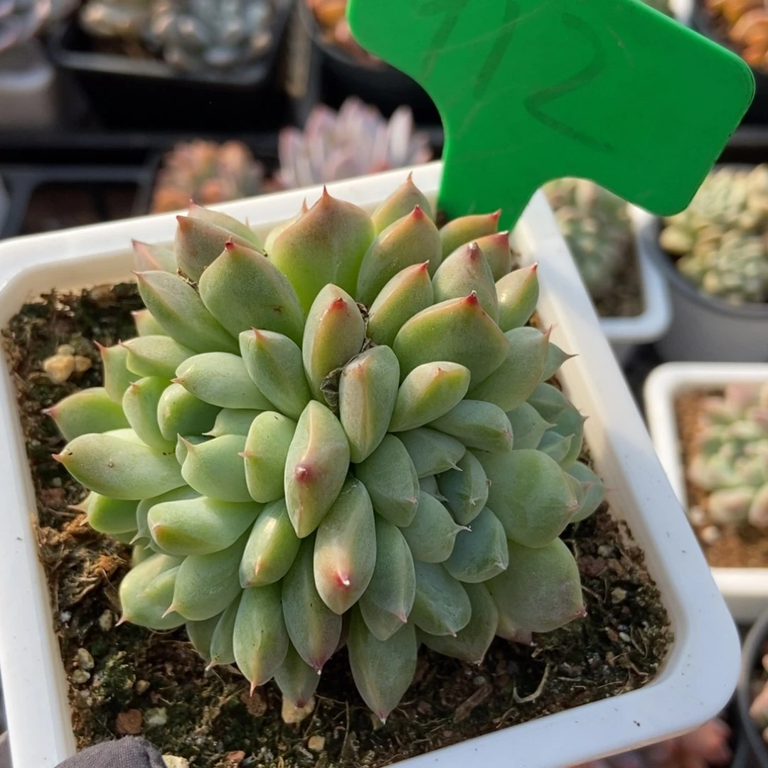 912二八佳人多肉植物保护