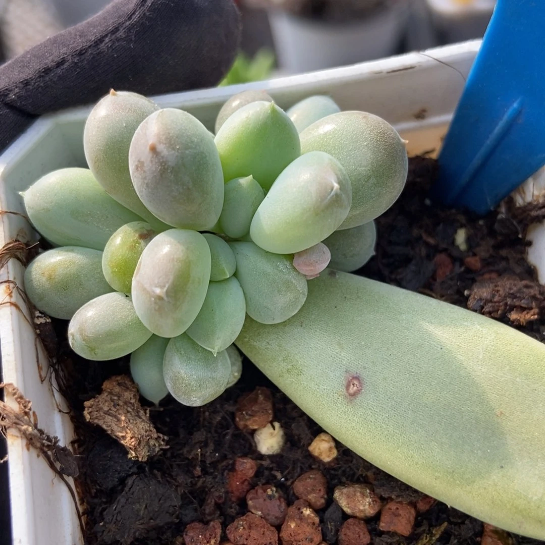 冉6153多肉植物保护