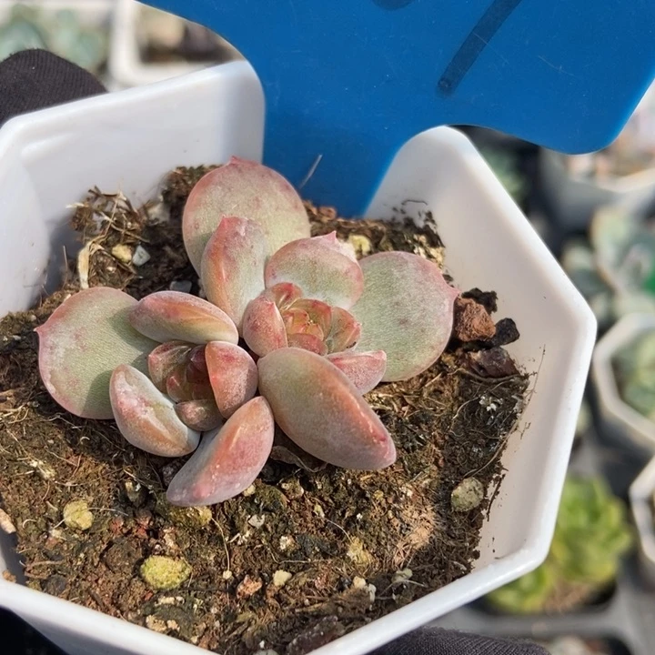 1009红恋多肉植物保护