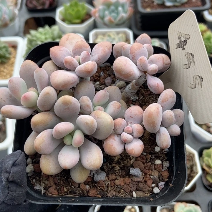 455桃蛋多肉植物