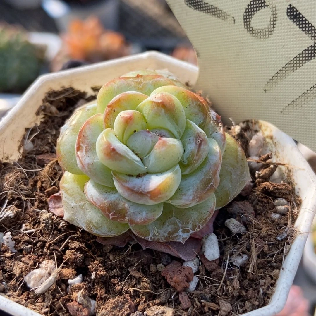 2071珍妮石化多肉植物保护